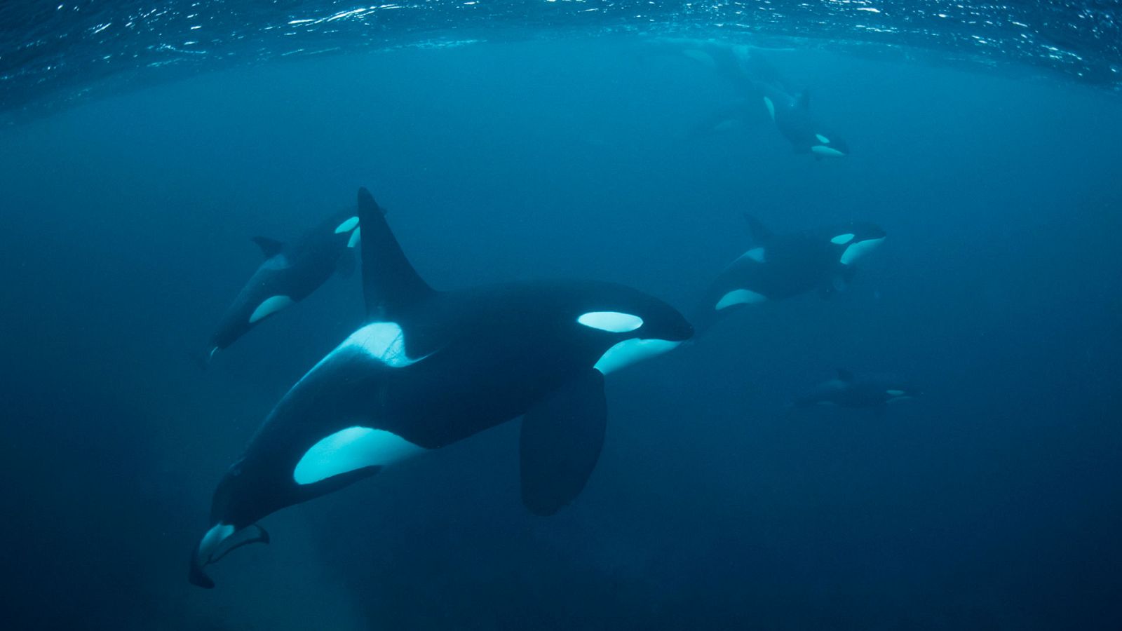 Grandes documentales - Super sentidos. Fuerzas especiales: Los Seals de la marina - ver ahora