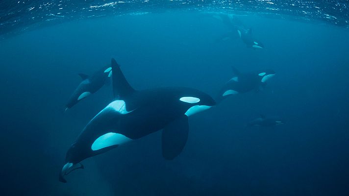 Supersentidos. Fuerzas especiales - Super sentidos. Fuerzas especiales: Los Seals de la marina