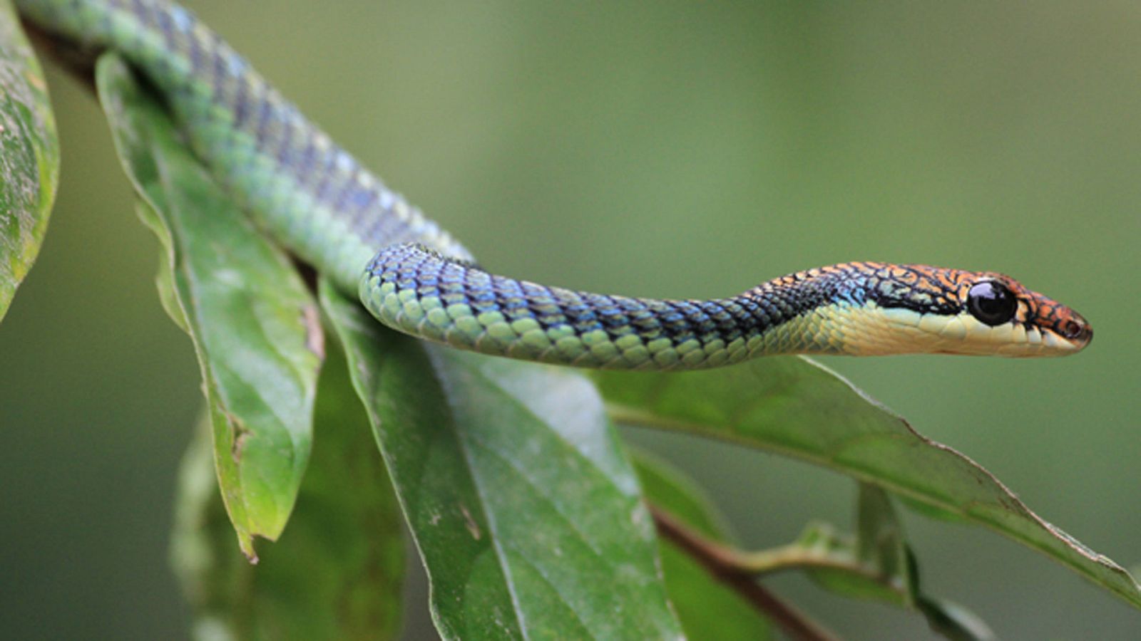 Grandes documentales - El reino secreto de Borneo: La selva de las serpientes voladoras