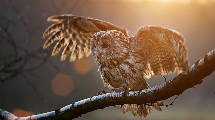 Supersentidos. Fuerzas especiales - Fuerzas especiales: Patrullas