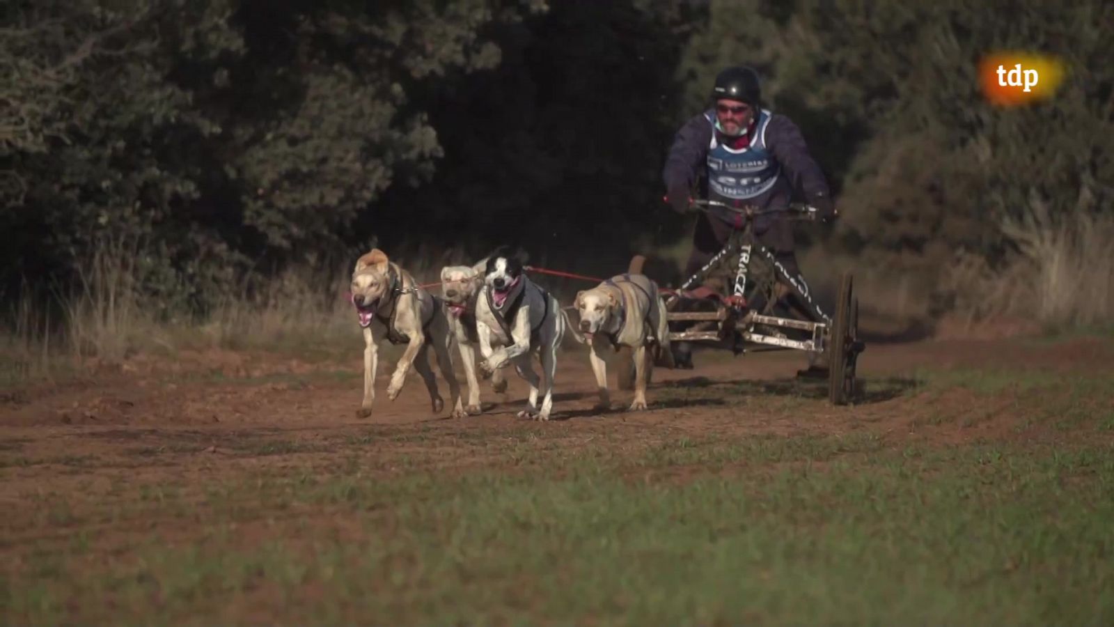 Mushing en tierra - Campeonato de España