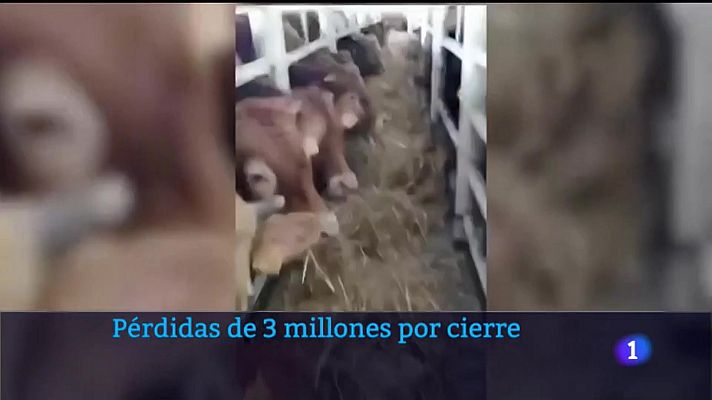 Pérdidas de 3 millones por la crisis del ganado en Cartagena