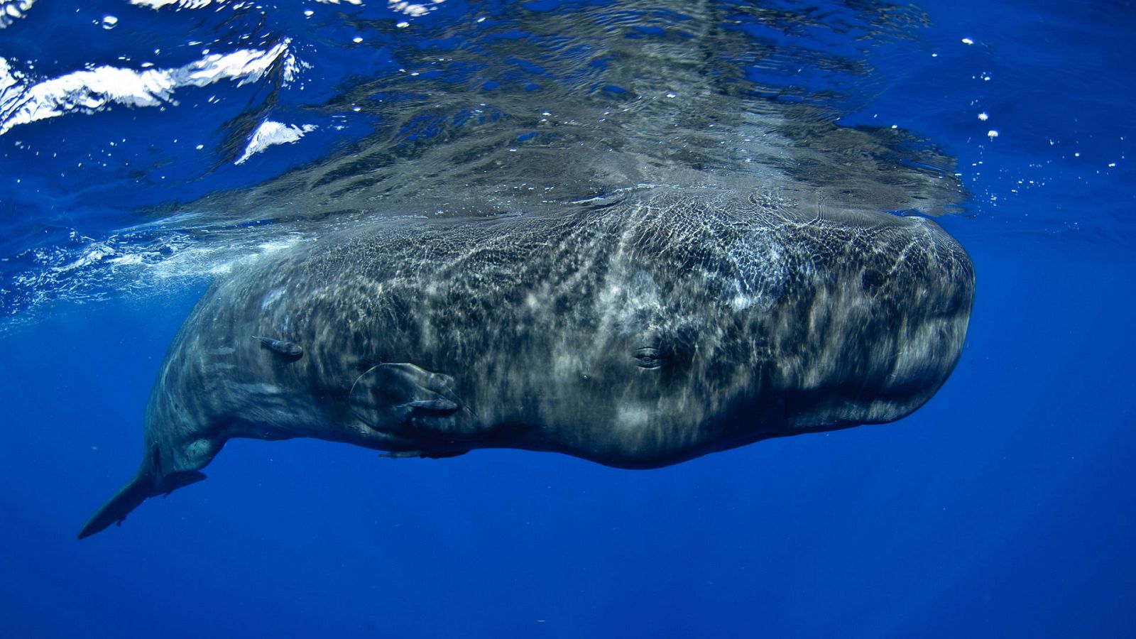 Super sentidos. Fuerzas especiales - Equipo especial - ver ahora