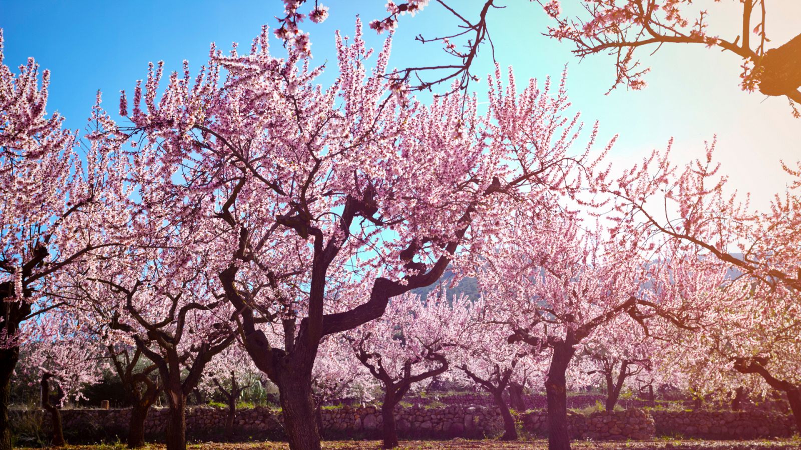 ¿De qué depende el color de la flor del almendro?