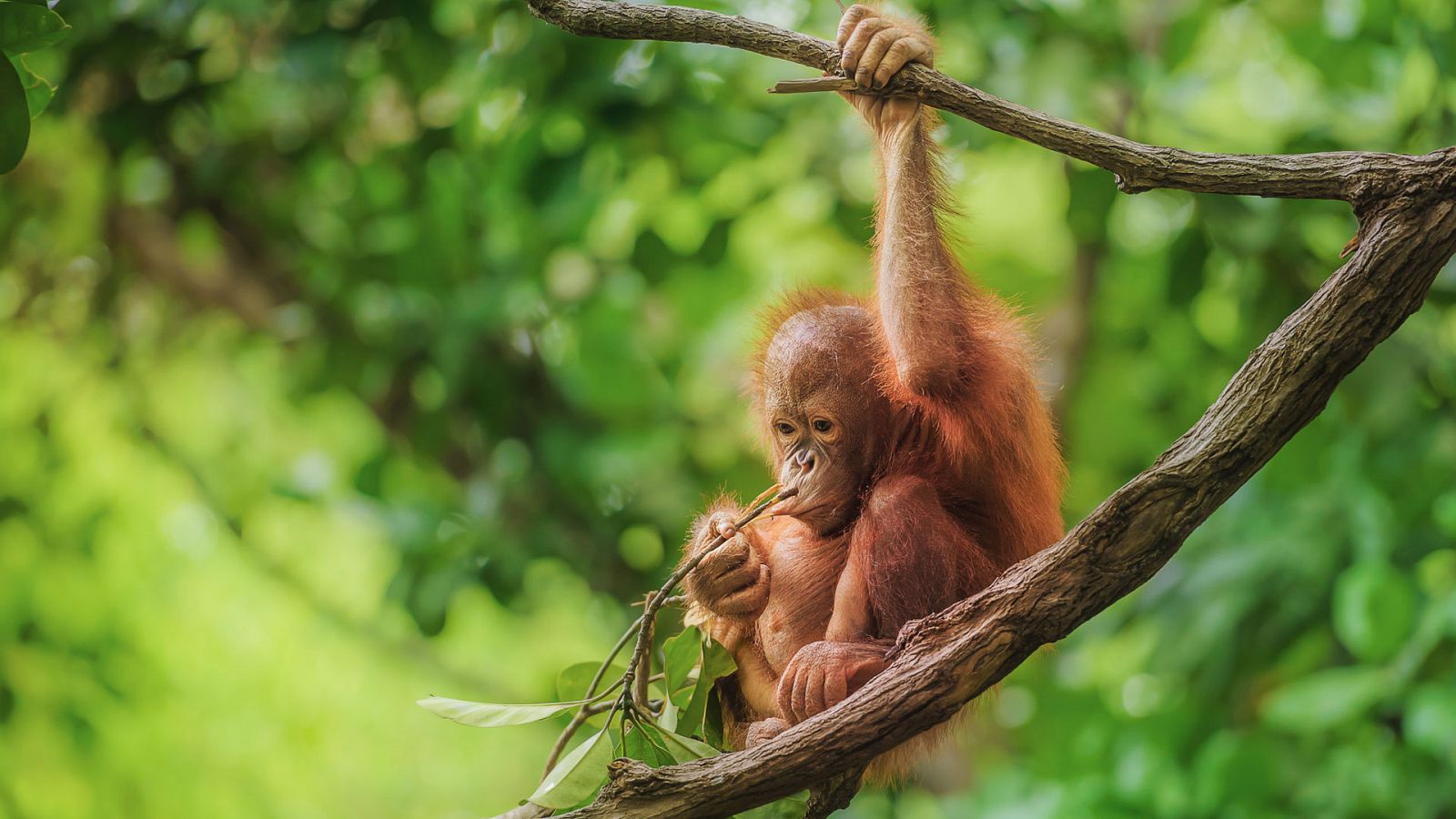 Planeta selva: Selvas ancestrales. Borneo