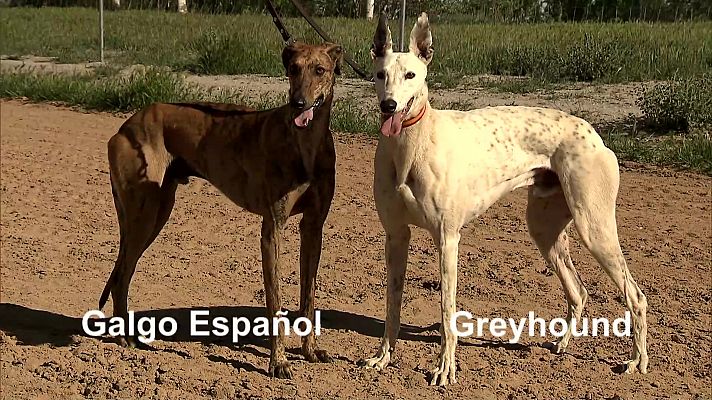 Galgos en recta