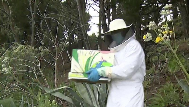 'Apadrina una abeja', un año de miel por proteger la especie