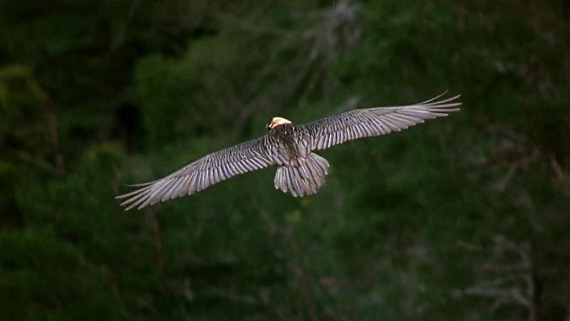 El hombre y la tierra (Fauna ibrica) - Al borde de la extincin, 3 - ver ahora