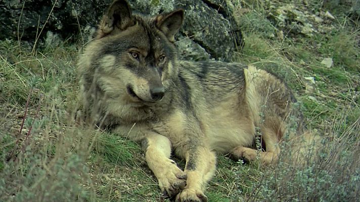 El hombre y el lobo