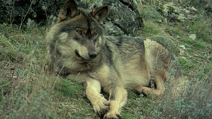 El hombre y el lobo