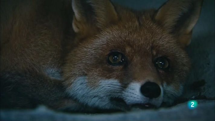 Som Documentals - Selves ancestrals. Borneo