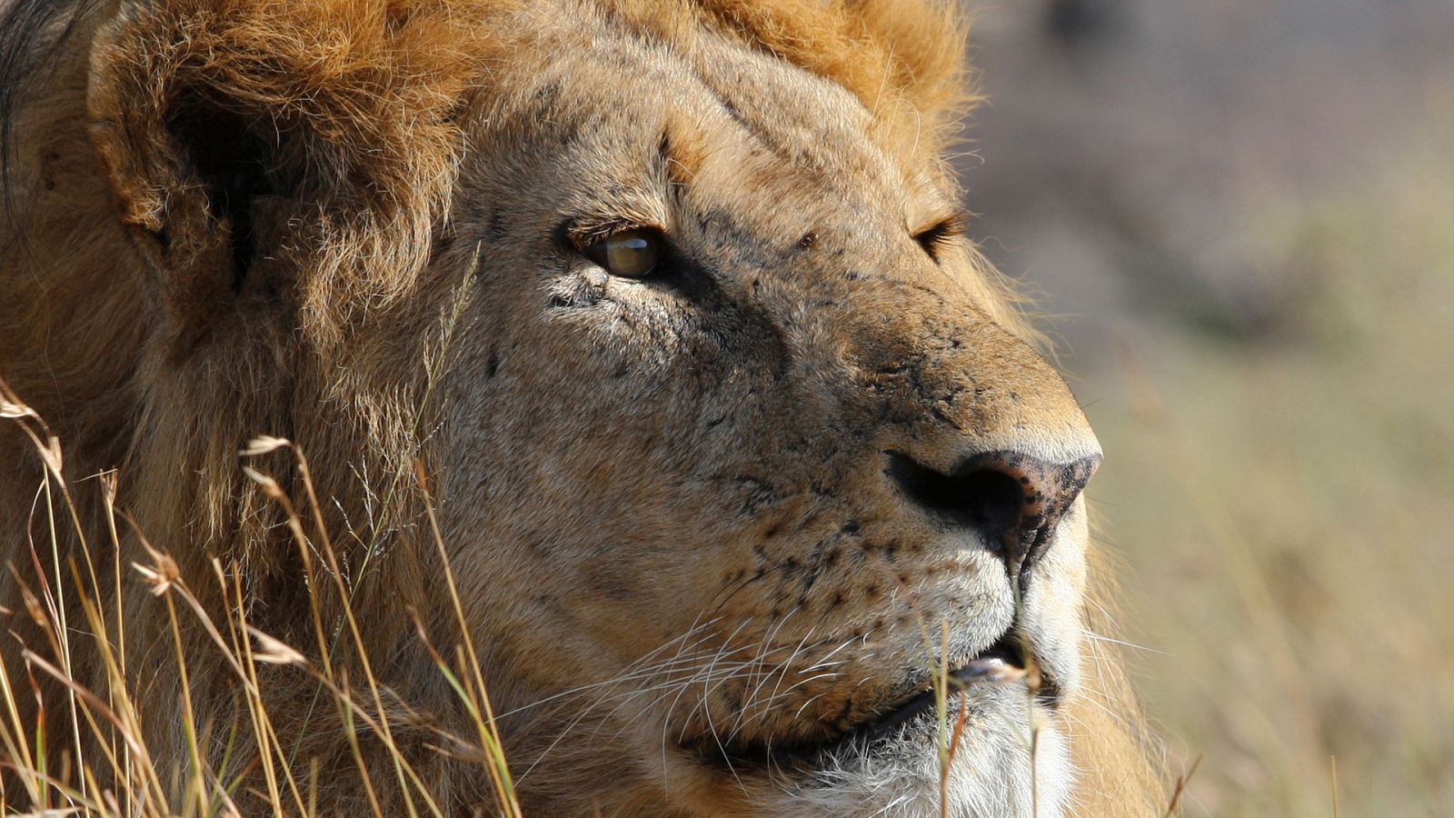 Somos documentales - Sonidos de la Naturaleza - ver ahora