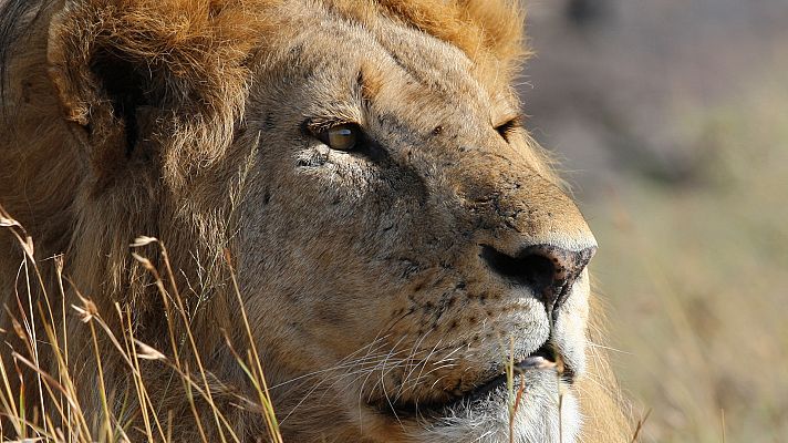 Somos Documentales - Sonidos de la Naturaleza