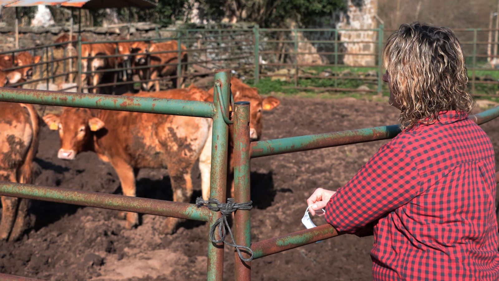 ¿Cuánto vale la carne y cuánto se paga al ganadero?