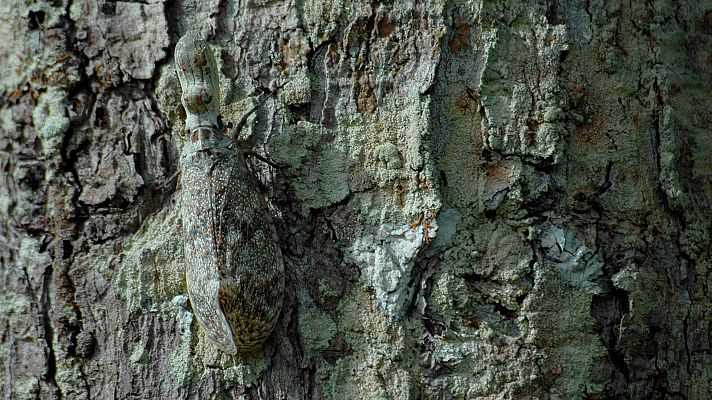 Somos Documentales - El mundo de los insectos