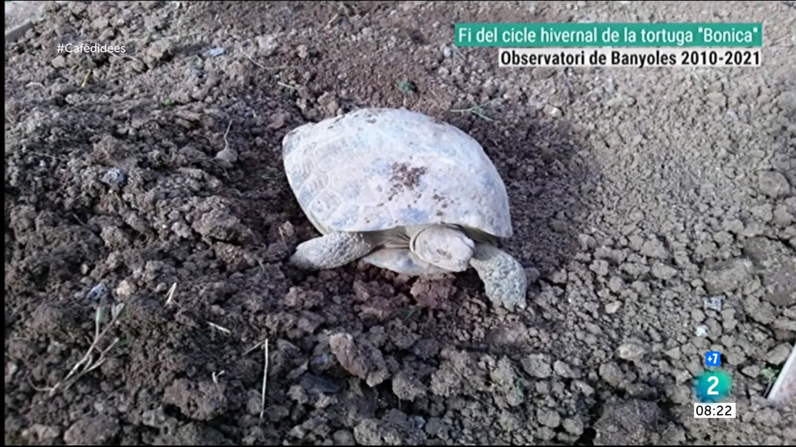 La tortuga "Bonica" de Banyoles acaba el cicle d'hiernació | RTVE Catalunya 