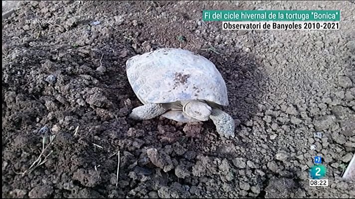 La tortuga "Bonica" de Banyoles acaba el cicle d'hibernació