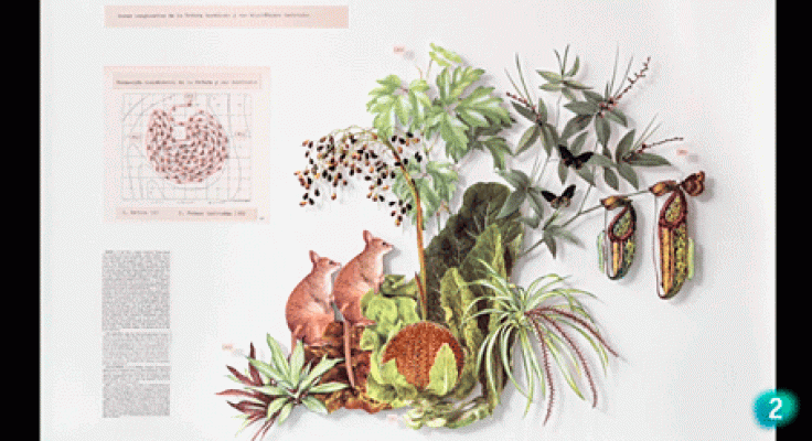 La aventura del Saber - Boek visual: Marta de los Pájaros