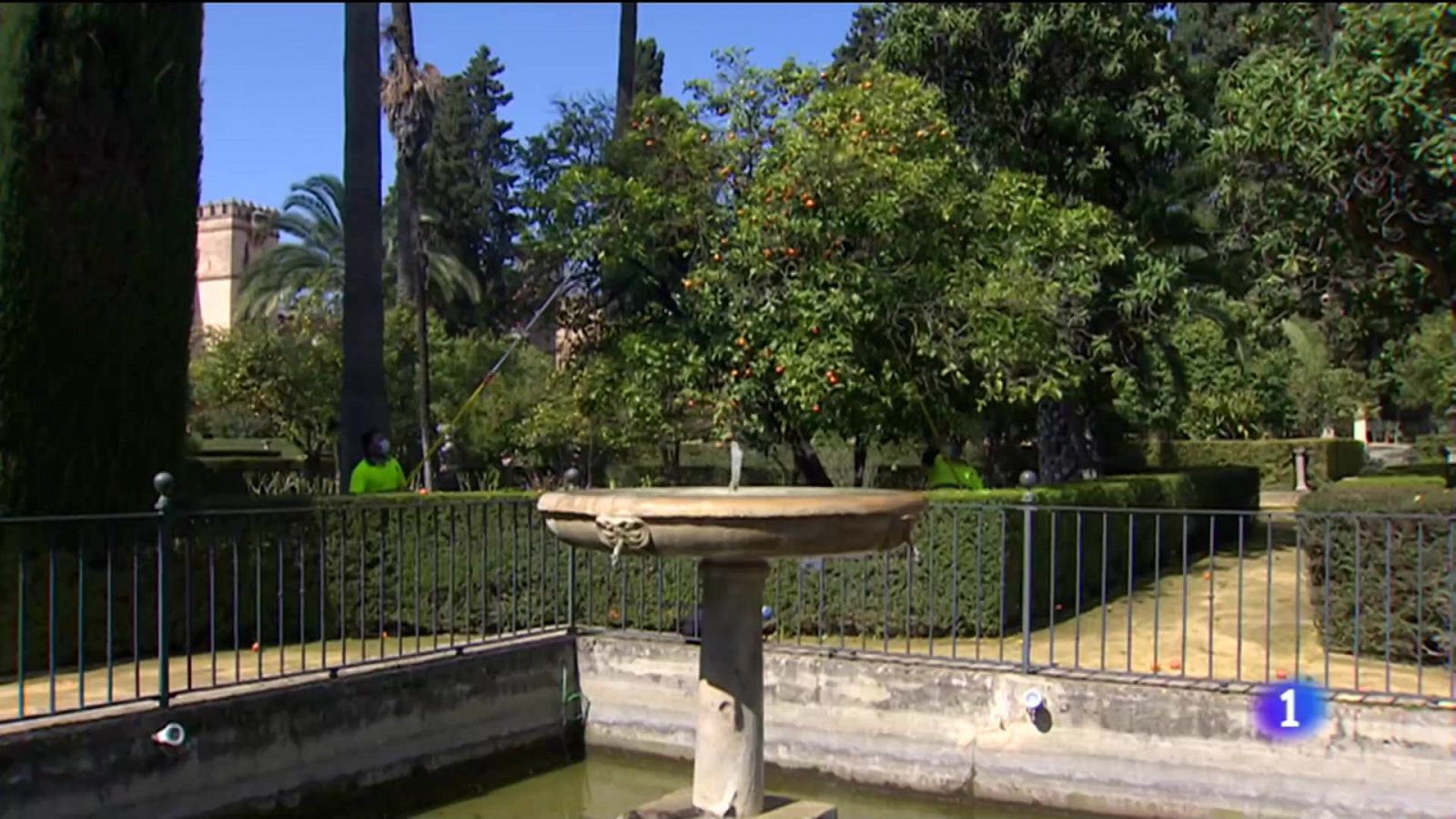 Naranjas de Sevilla para Buckingham Palace | Ver