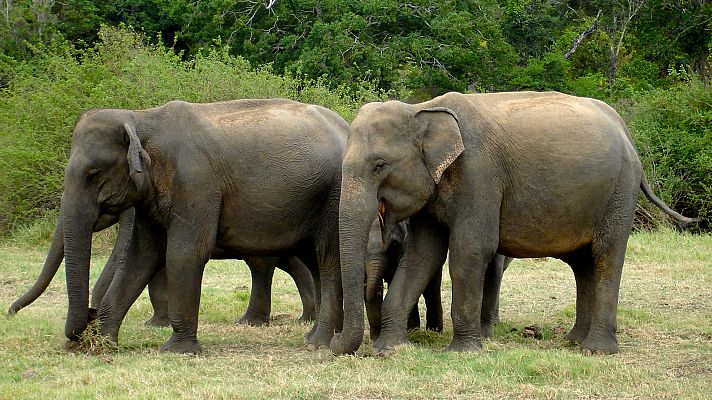 La gran reunión de los elefantes