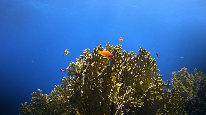 El Mar Rojo