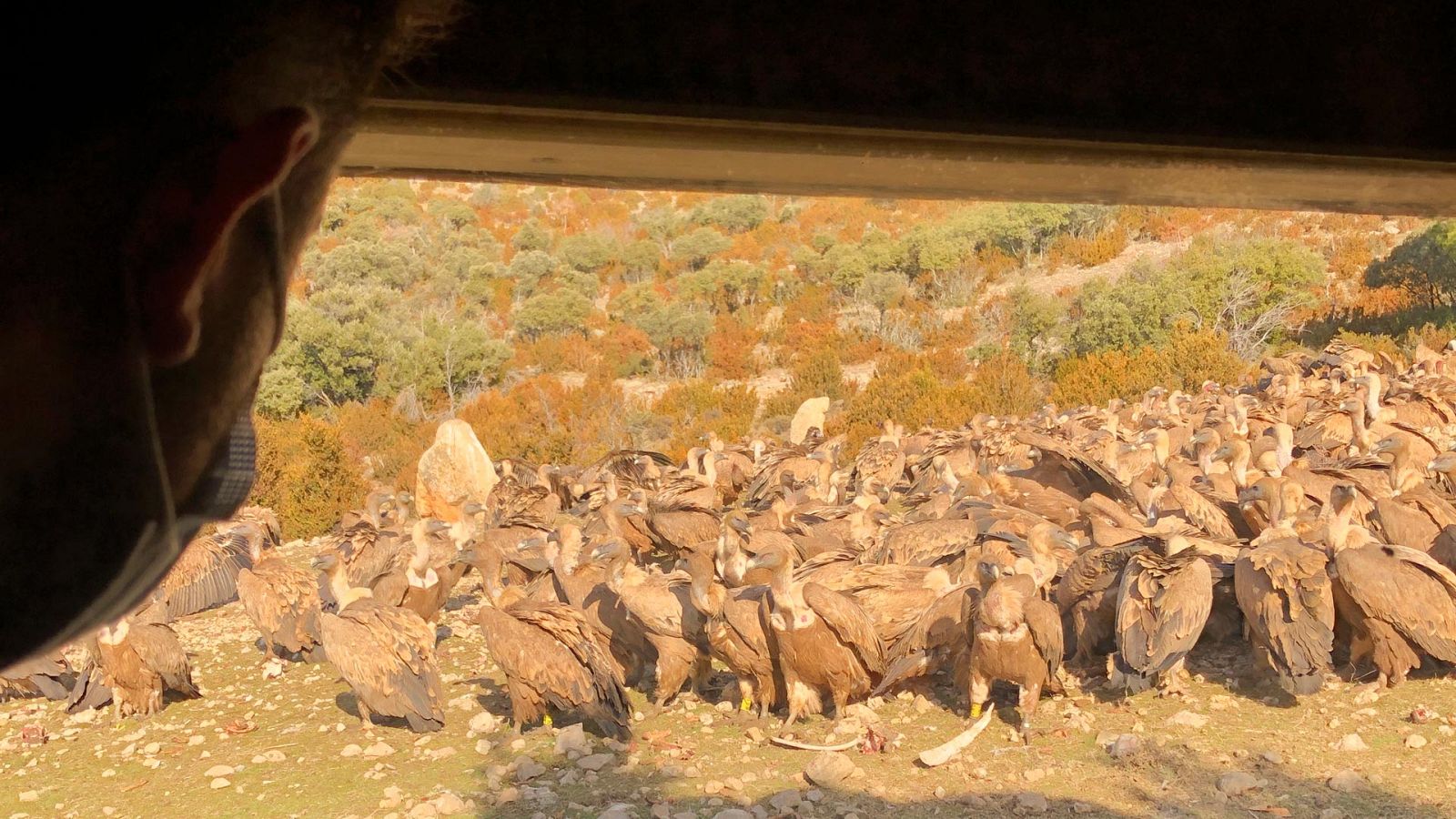 El Escarabajo verde - Muere y deja vivir - ver ahora