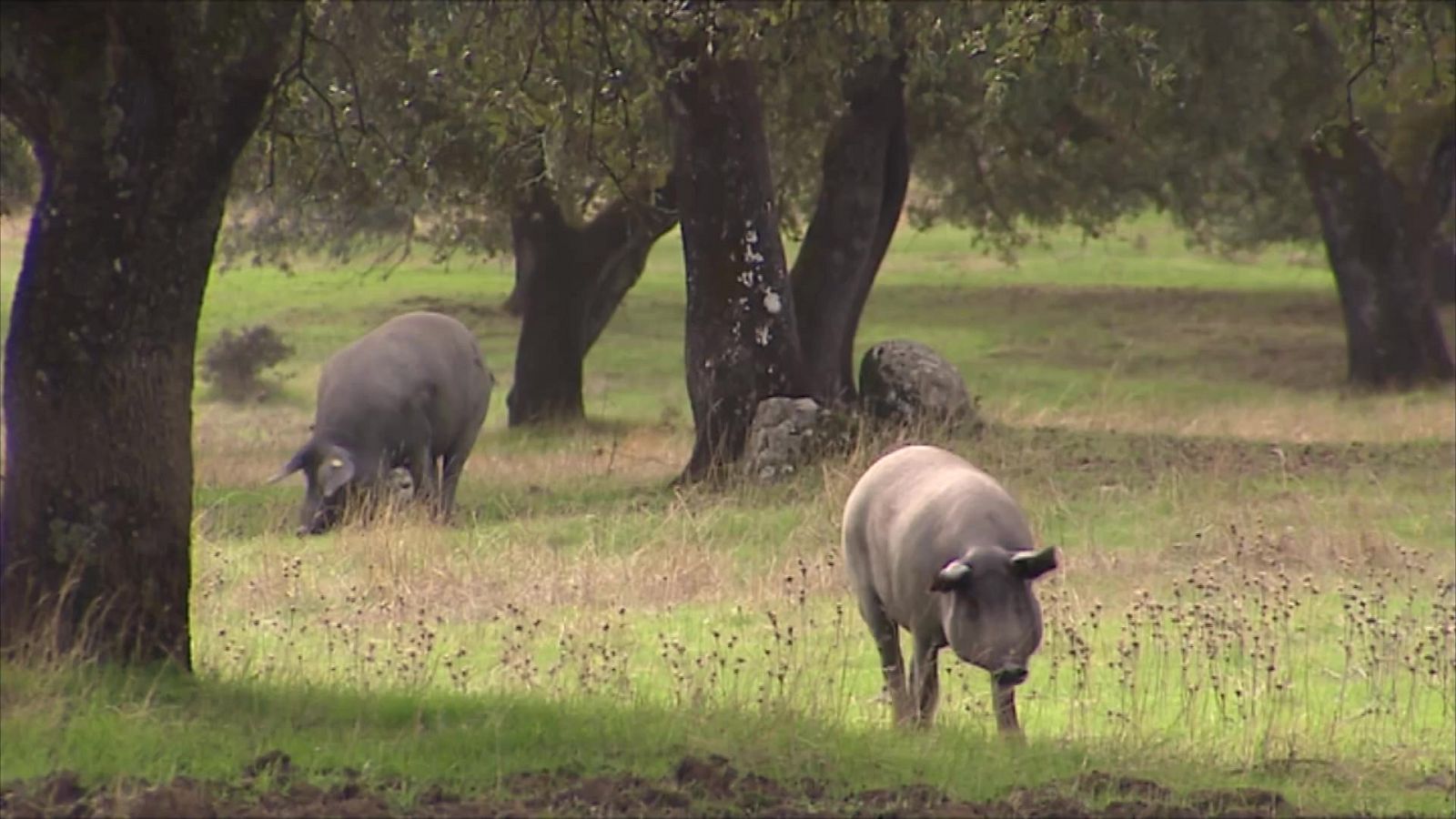 Agrosfera - 13/03/21 - ver ahora