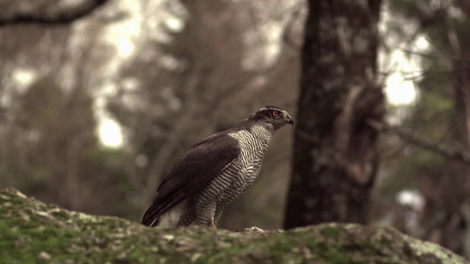 Los Image Catchers - Pescar al Martín - ver ahora