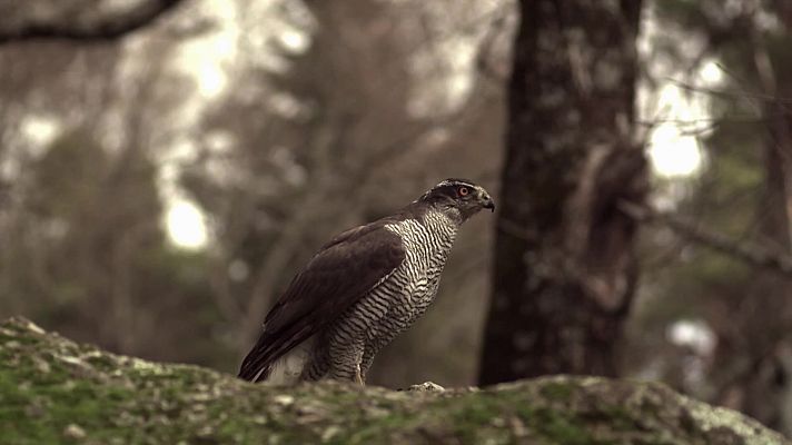 Los Image Catchers - Pescar al Martín