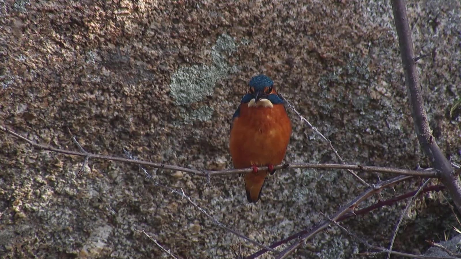 Los Image Catchers - El Martín pescado - Ver ahora