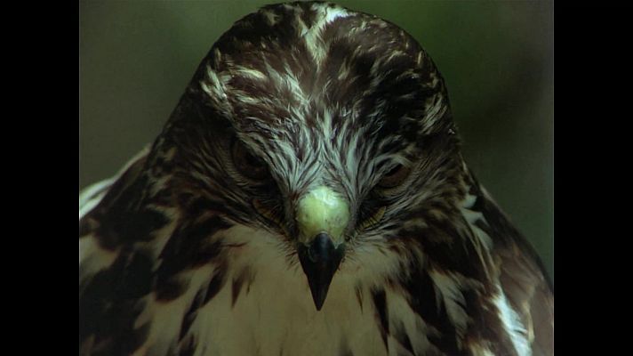 El hombre y la Tierra - Las rapaces ibéricas diurnas