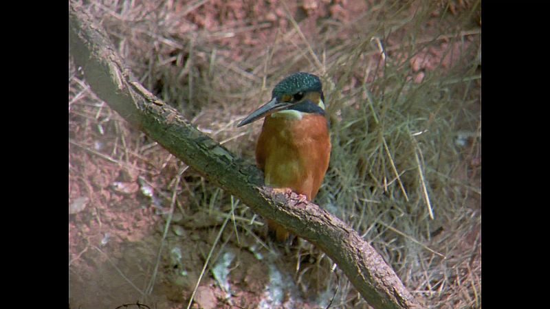 El hombre y la tierra (Fauna ibrica) - El martn pescador - ver ahora