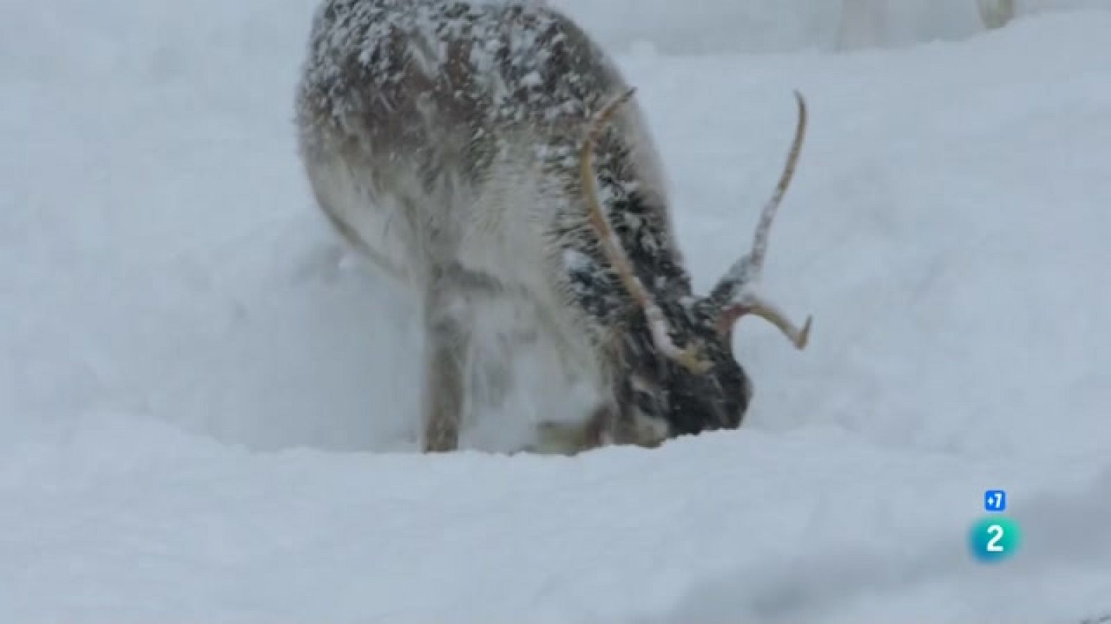 Grans Documentals - El bosc infinit. Taigà