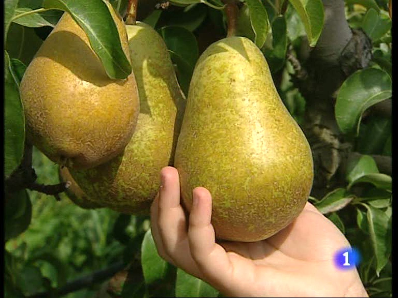 Informativo  Telerioja (09/09/09)