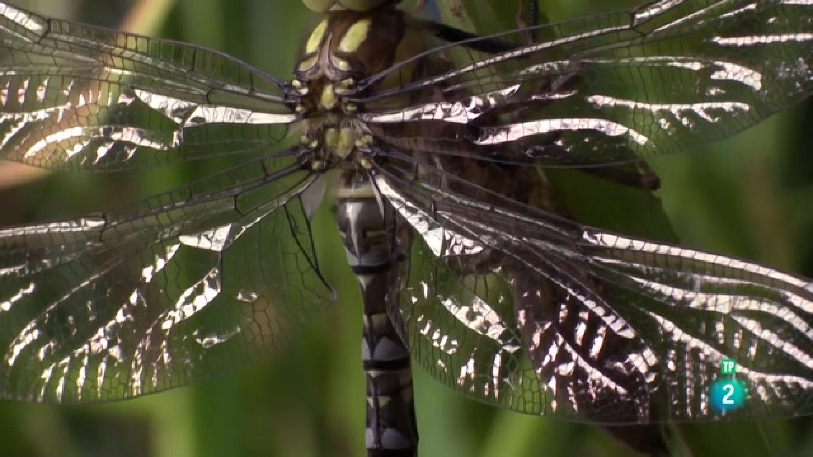 Grans Documentals - 'Llacs màgics'