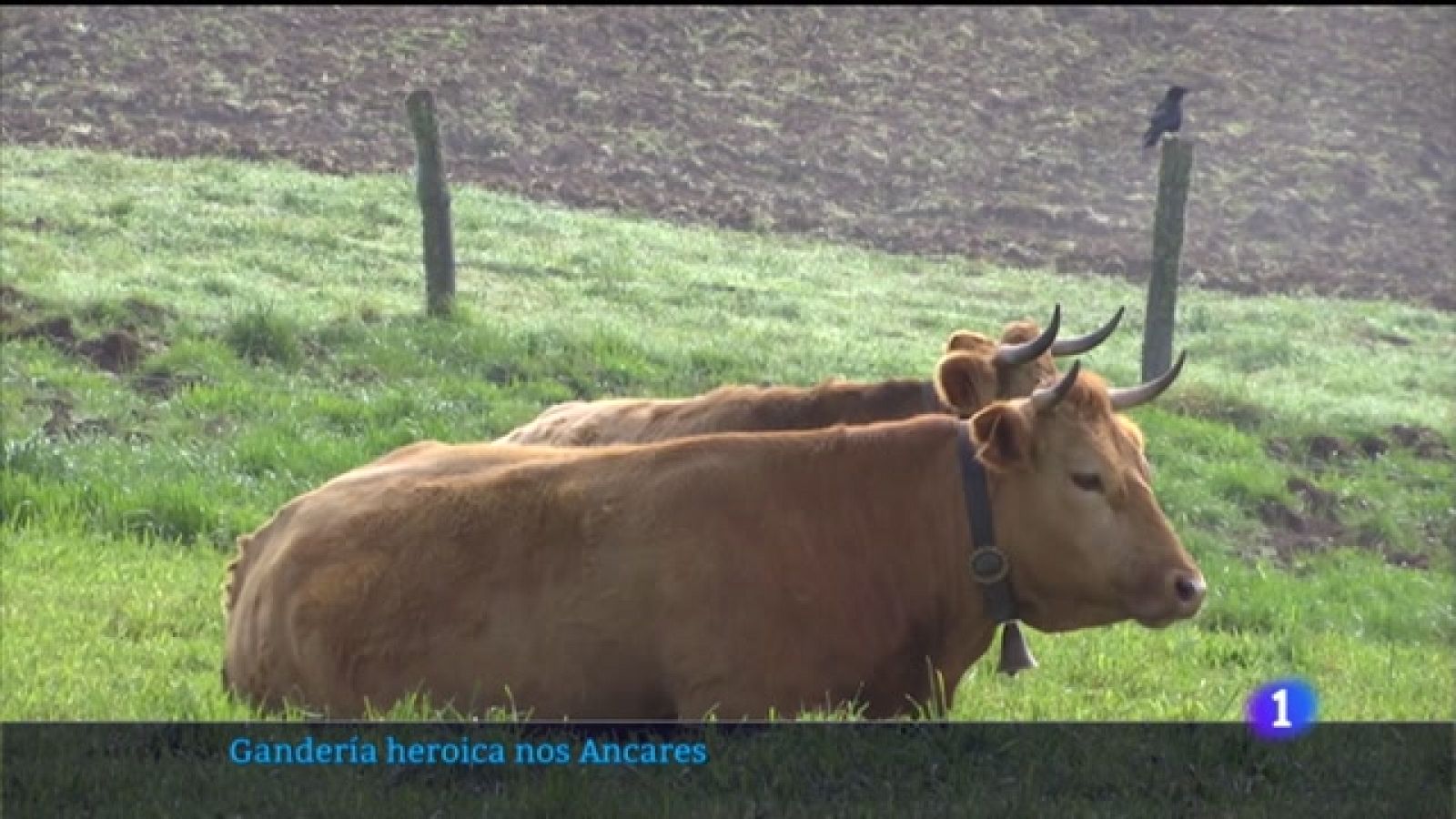 Óliver Laxe filma a gandaría ¿heróica¿ dos Ancares