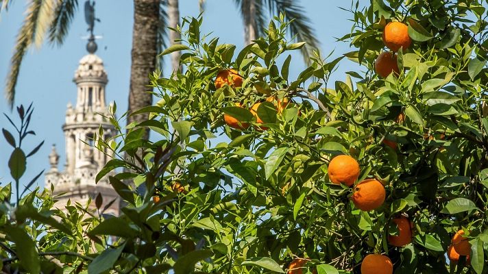 Sevilla recupera la tradición de enviar al palacio de Buckingham naranjas amargas para confitura