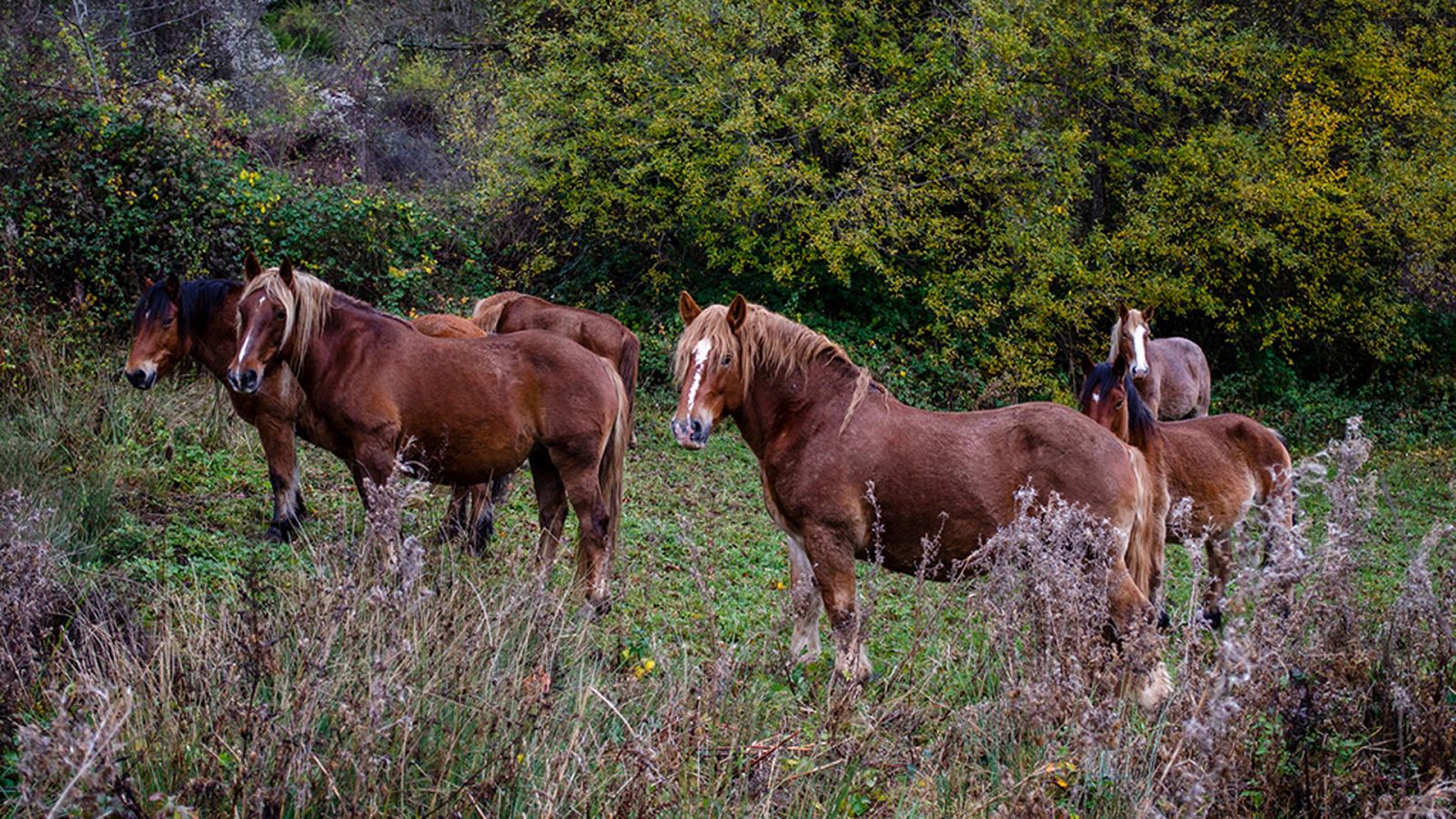 Iberia salvaje: Verano - ver ahora