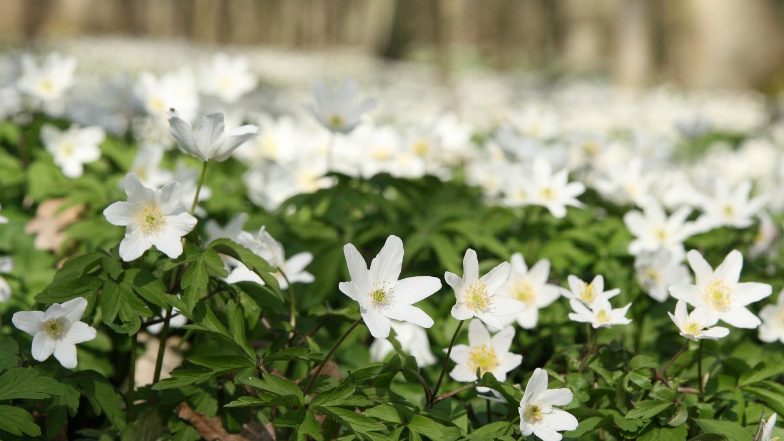 Grandes documentales - El poder de las plantas - ver ahora