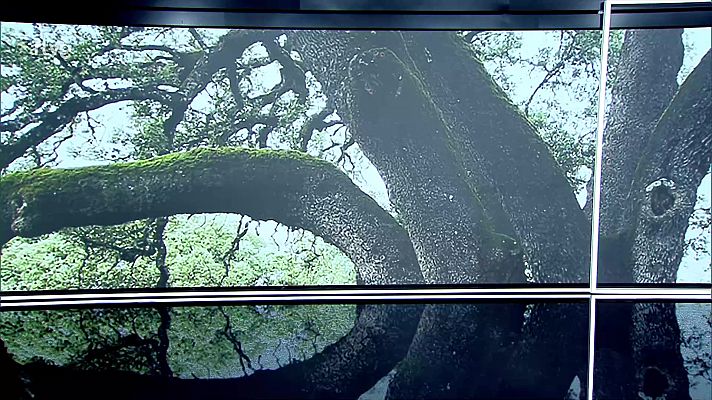 Telediario 1 - La carrasca milenaria de Lecina, Árbol Europeo del año