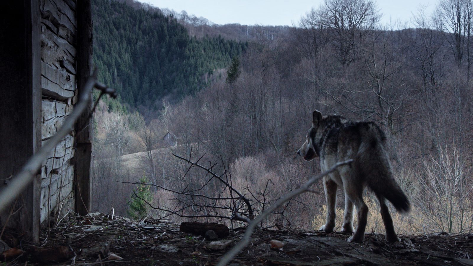 Somos documentales - Vivir con lobos - Documental en RTVE
