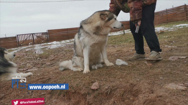 Personas mayores canguros de perros del vecindario