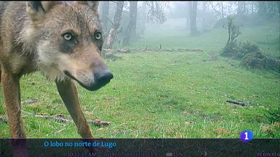 Defenden a convivencia do lobo e a gandera