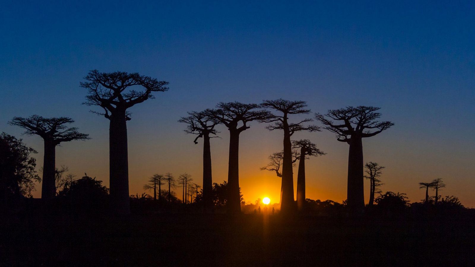 Planeta selva - Un mundo de espinas. Madagascar - Documental en RTVE