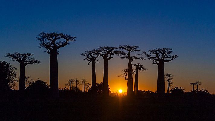 Un mundo de espinas. Madagascar