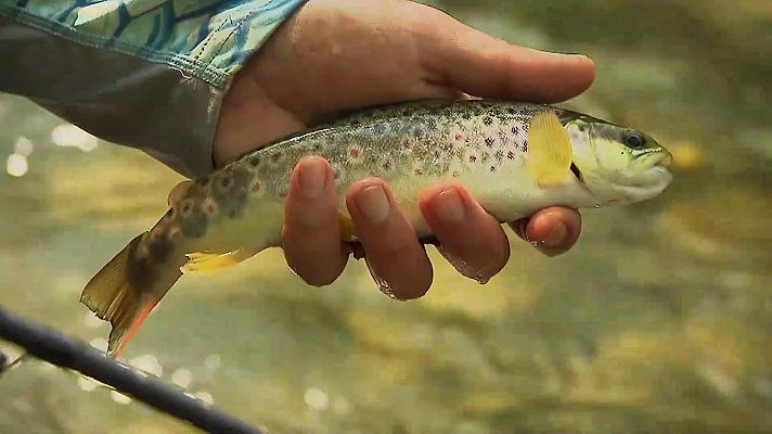 Jara y sedal - En las aguas del Argoza