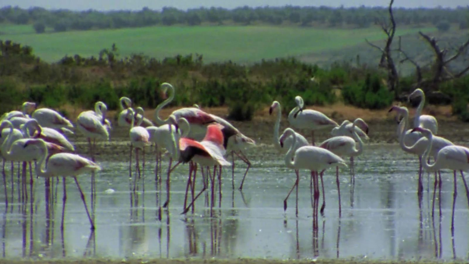 El hombre y la tierra (Fauna ibérica) - Los flamencos