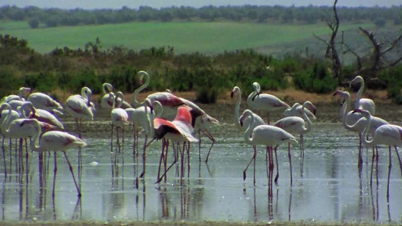 El hombre y la tierra (Fauna ibrica) - Los flamencos - ver ahora