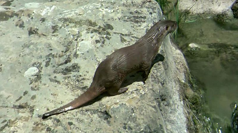 El hombre y la tierra (Fauna ibrica) - El ro viviente I - ver ahora