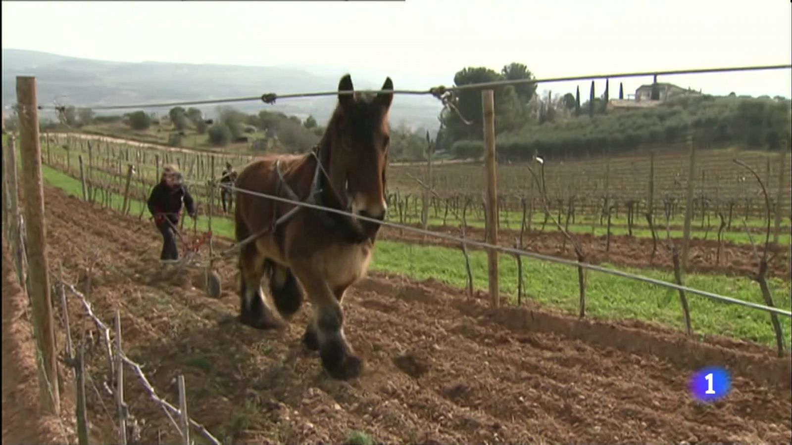 Fauna a les vinyes, el retorn a la pràctica ancestral